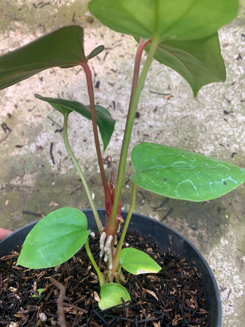 anthurium gigi Anthurium Nigrolaminum Gigi x Papillilaminum — Aroidasia