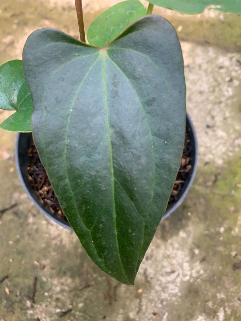 anthurium gigi Anthurium Nigrolaminum Gigi x Papillilaminum — Aroidasia