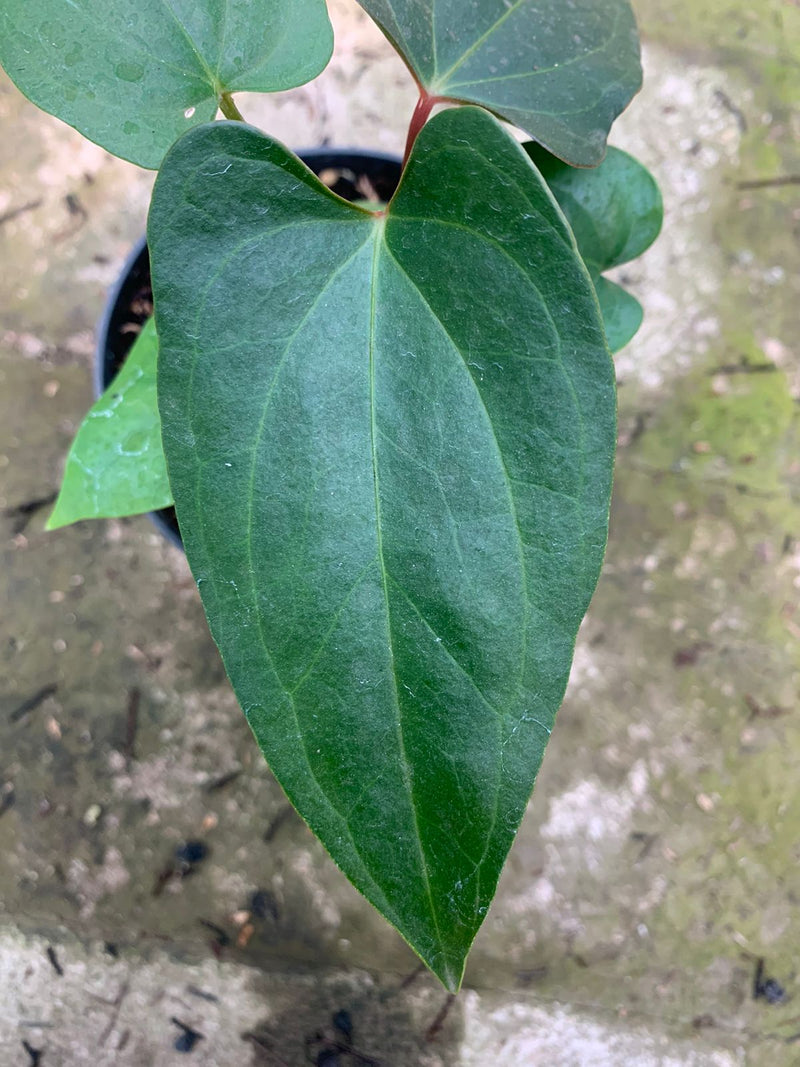 Anthurium Nigrolaminum Gigi x Papillilaminum