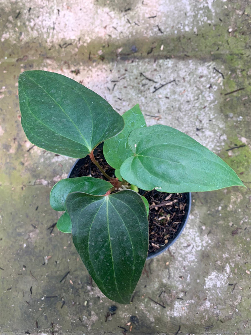 Anthurium Nigrolaminum Gigi x Papillilaminum
