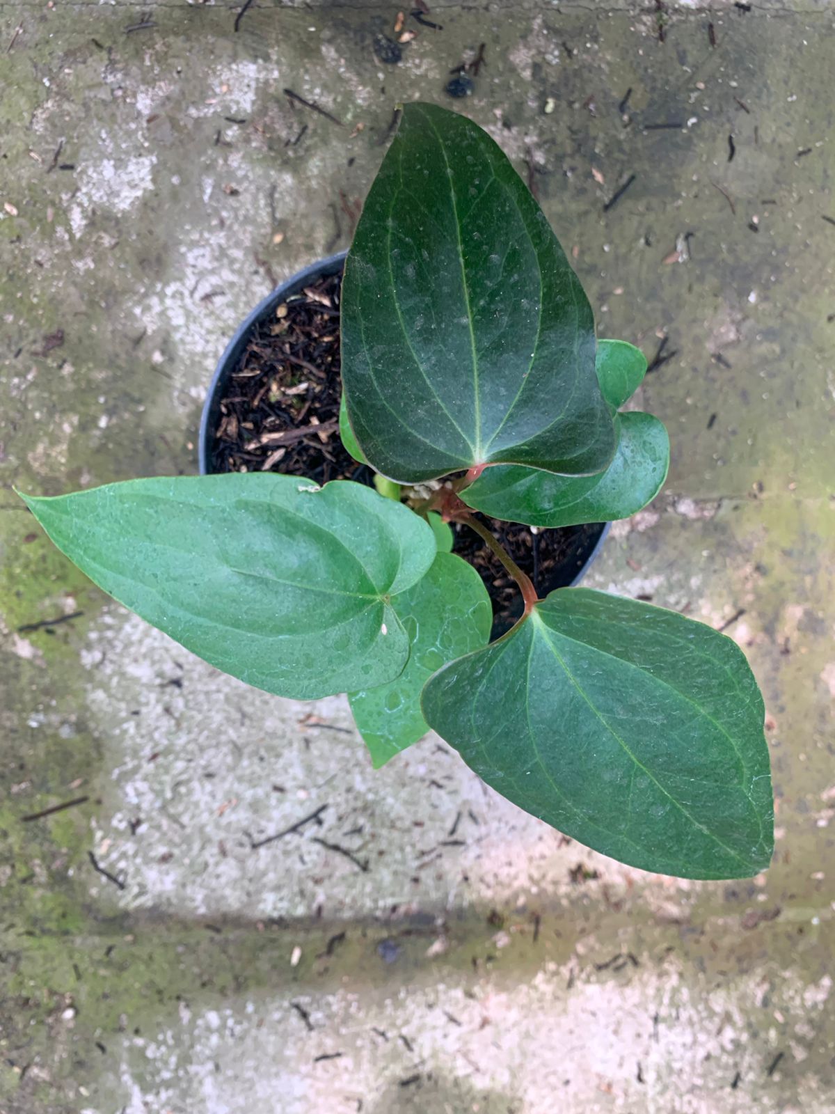 Anthurium Nigrolaminum Gigi x Papillilaminum  Aroidasia