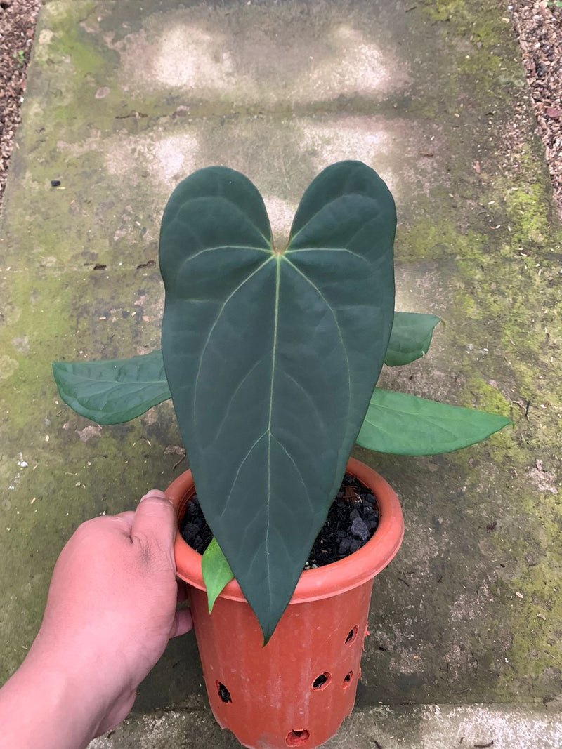 Anthurium Blue Hamizan x Renaissance