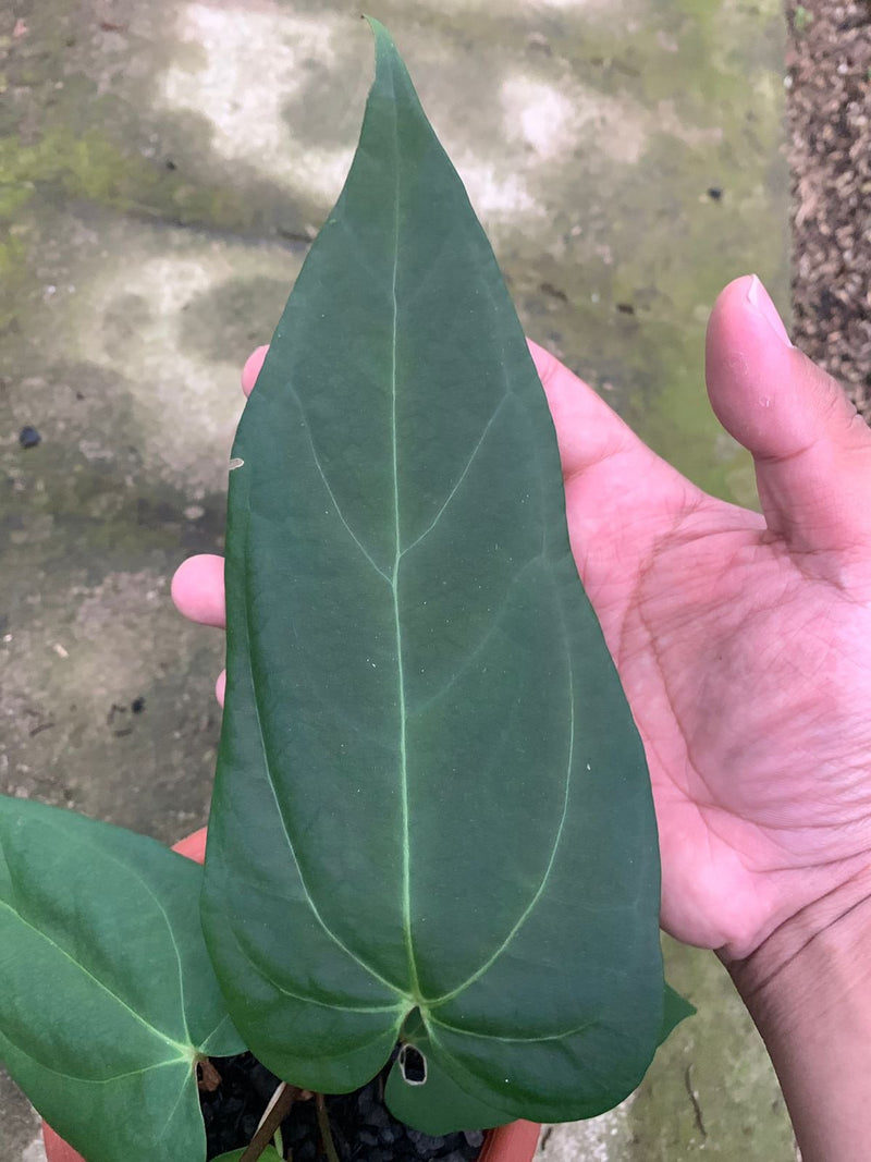 Anthurium Blue Hamizan x Renaissance