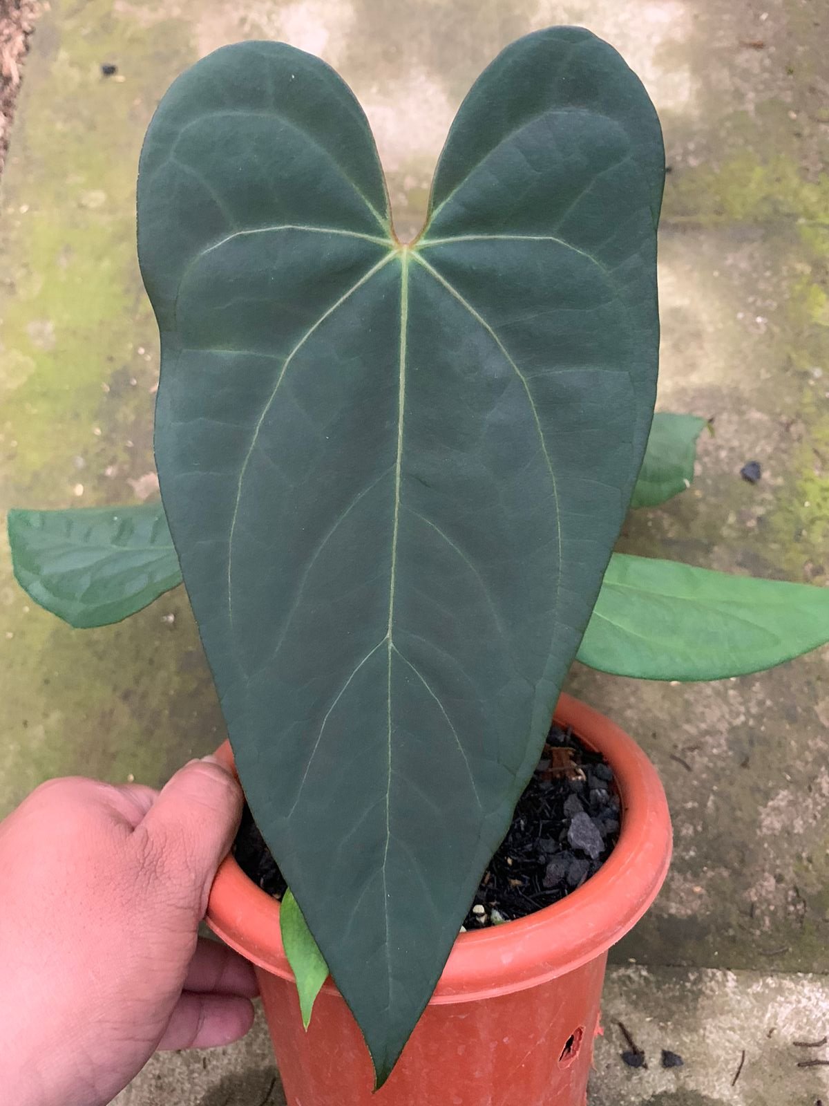 anthurium blue Anthurium Blue Hamizan x Renaissance — Aroidasia
