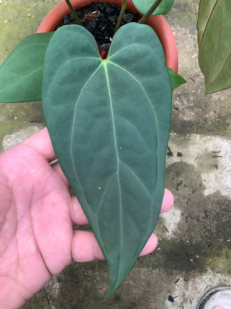 Anthurium Blue Hamizan x Renaissance