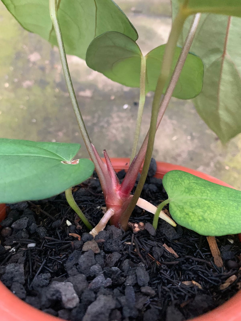 Anthurium Blue Hamizan x Renaissance