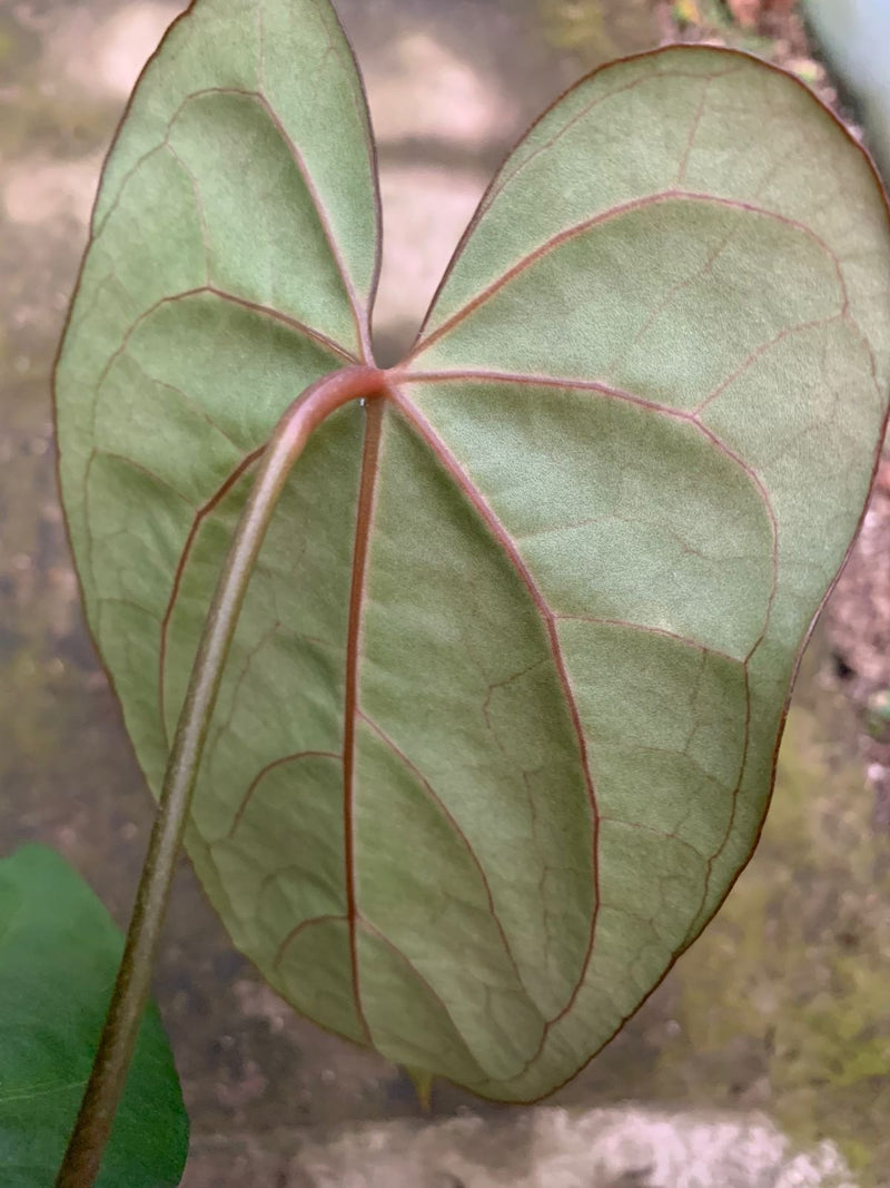 Anthurium Blue Hamizan x Renaissance