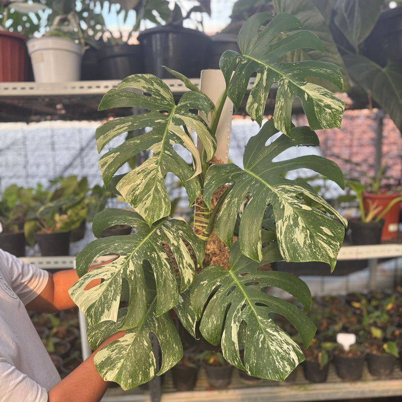 Monstera Albo Variegated Lush