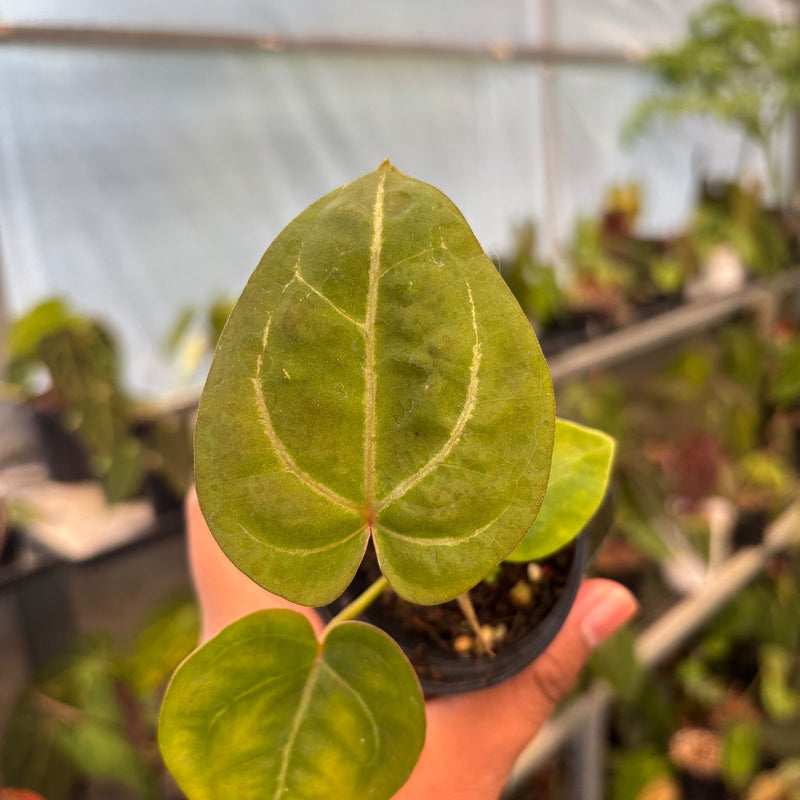 Anthurium Papillilaminum Pink Variegated x Twilight Armor