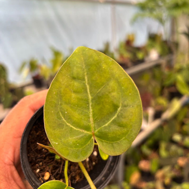 Anthurium Papillilaminum Pink Variegated x Twilight Armor