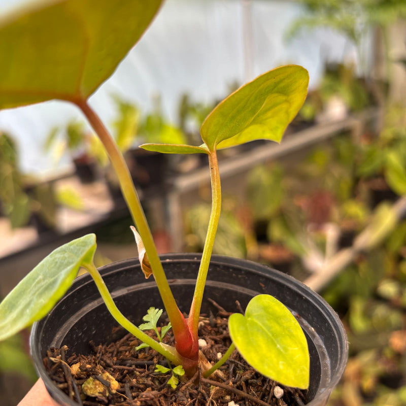 Anthurium Papillilaminum Pink Variegated x Twilight Armor