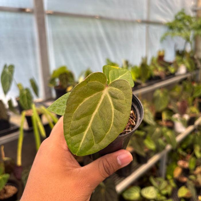 Anthurium Papillilaminum Pink Variegated x Black Muscle