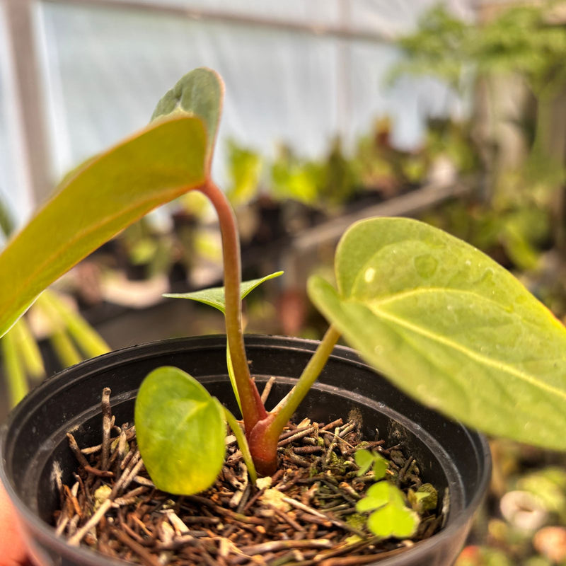 Anthurium Papillilaminum Pink Variegated x Black Muscle