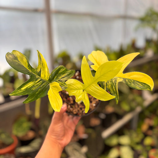 philodendron pedatum variegated Philodendron Pedatum Variegated — Aroidasia