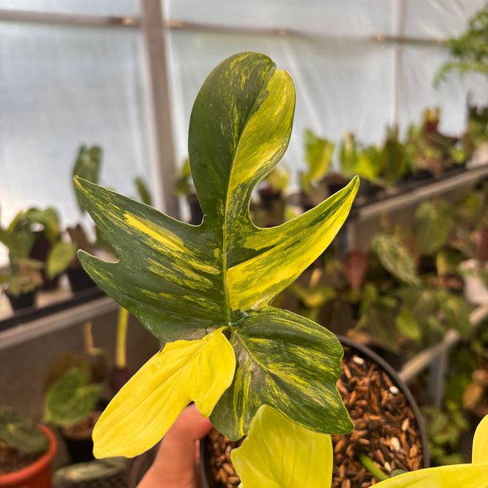 Philodendron Pedatum Variegated