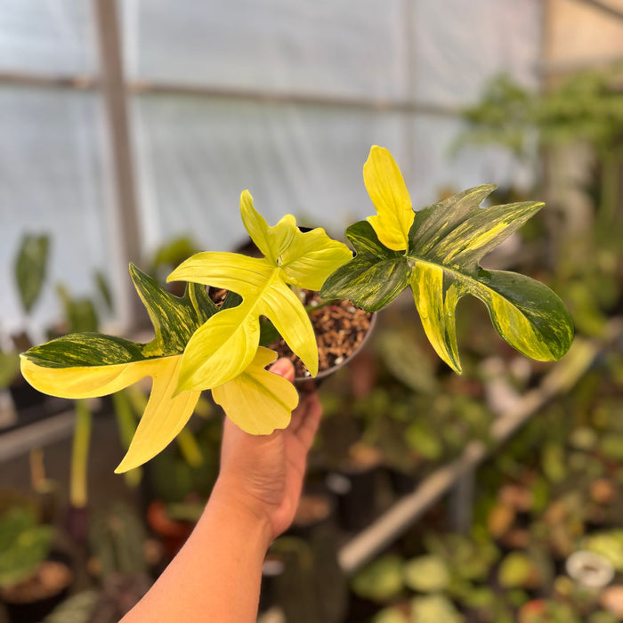 Philodendron Pedatum Variegated