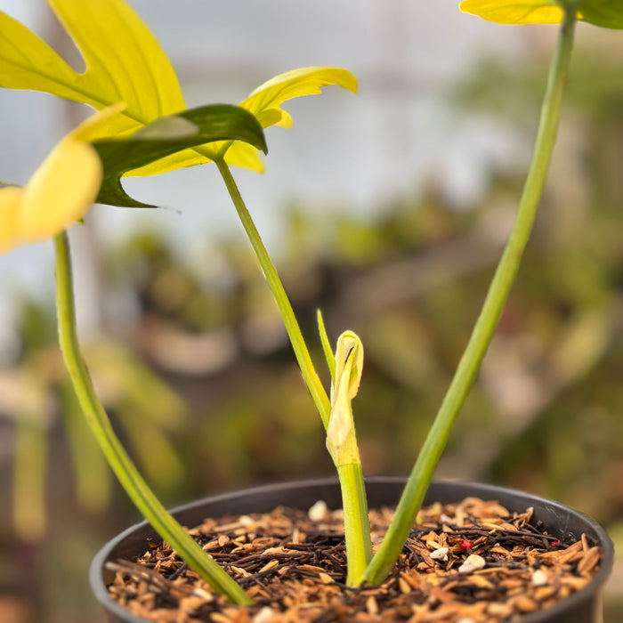 Philodendron Pedatum Variegated