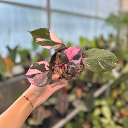 philodendron pink knight Philodendron White Knight Mutation Pink Variegated — Aroidasia