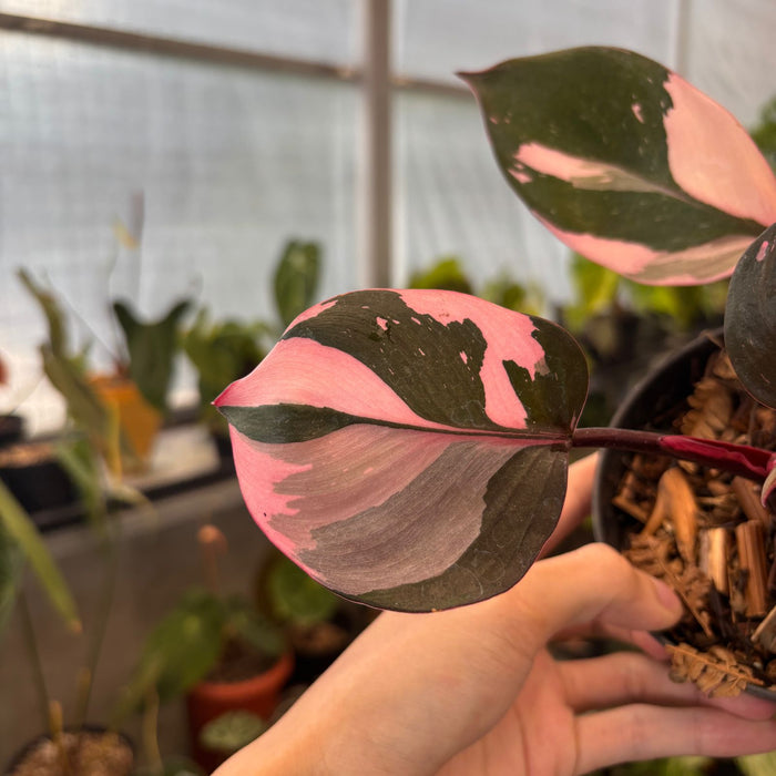 Philodendron White Knight Mutation Pink Variegated