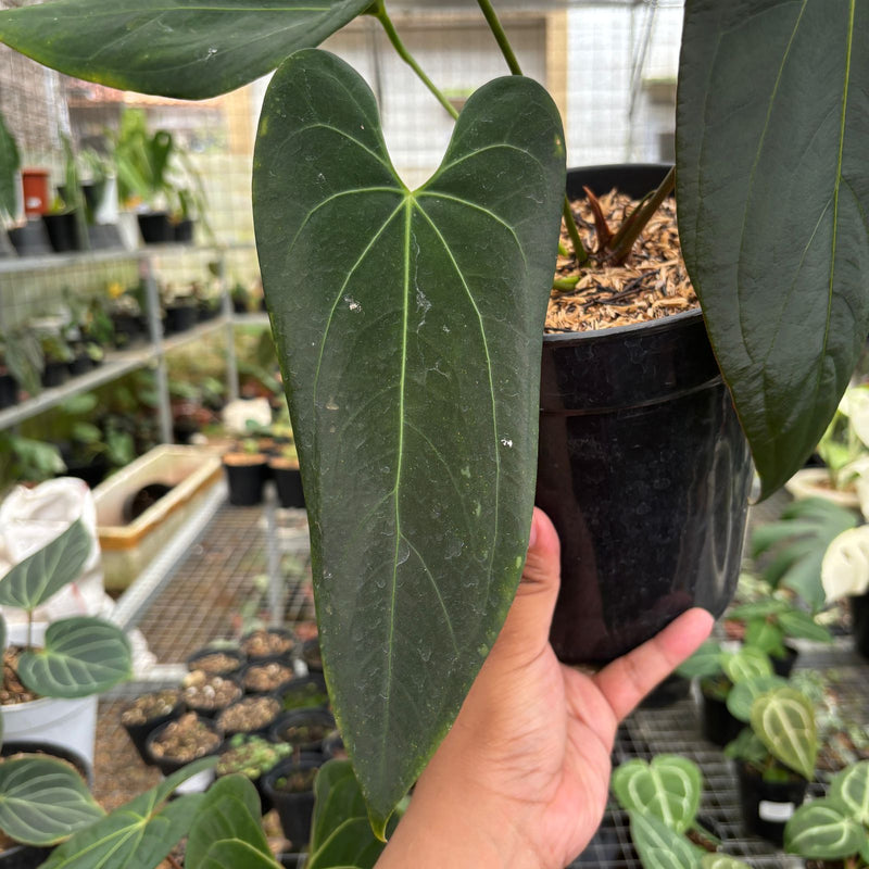 Anthurium Papillilaminum Legend x Dark Phoenix