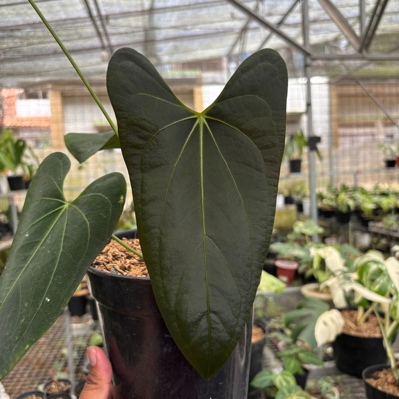 Anthurium Papillilaminum Legend x Dark Phoenix