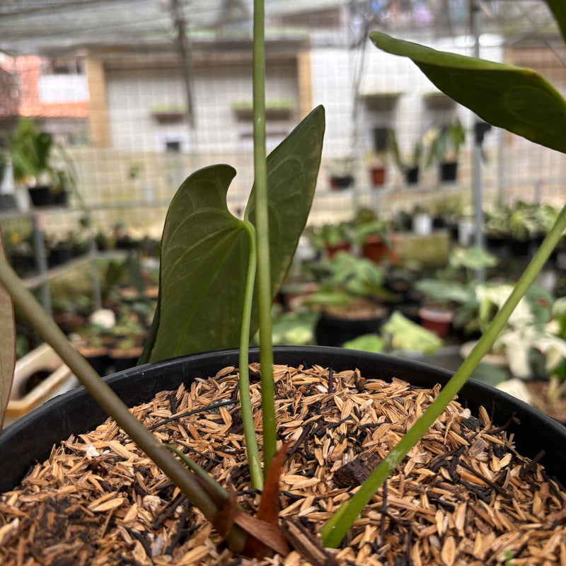 Anthurium Papillilaminum Legend x Dark Phoenix