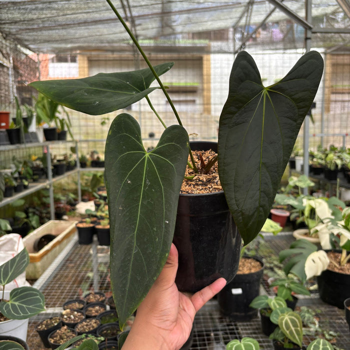 Anthurium Papillilaminum Legend x Dark Phoenix