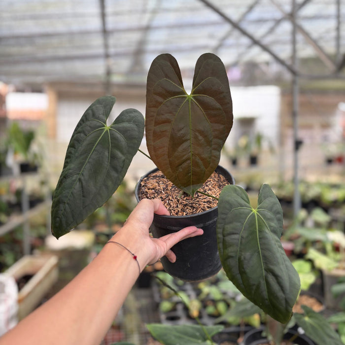 Anthurium Darkest Panama