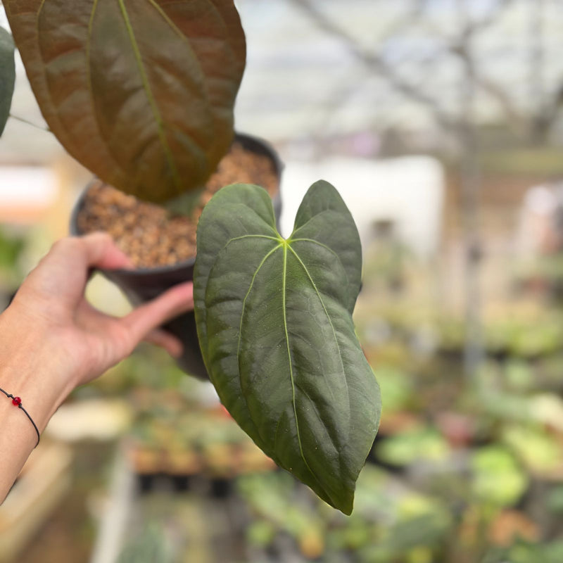 Anthurium Darkest Panama