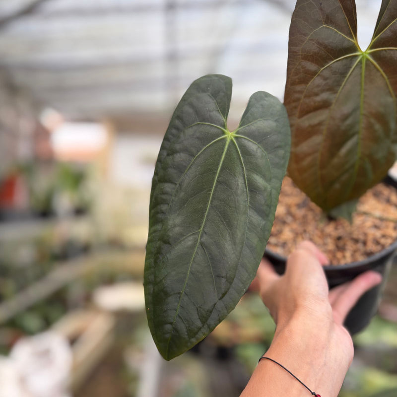 Anthurium Darkest Panama