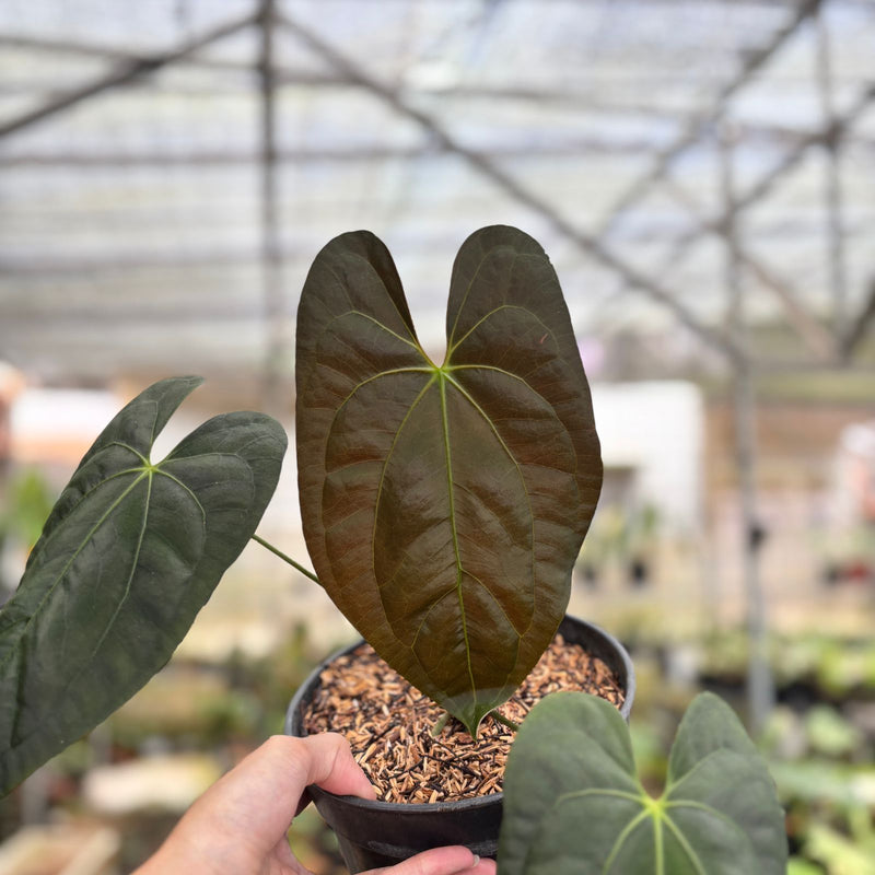 Anthurium Darkest Panama