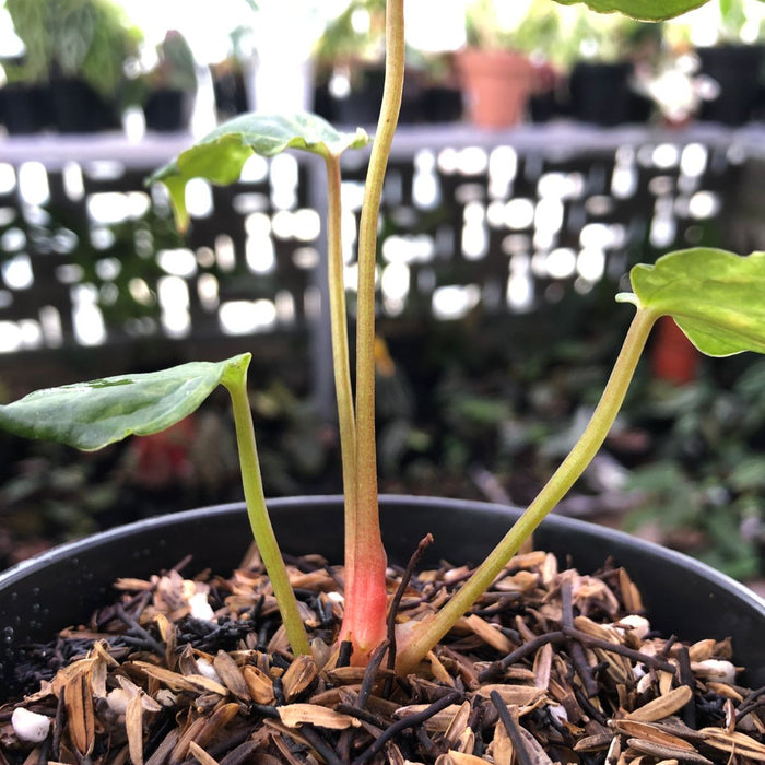 Anthurium Portilae indo x Forgetti Variegated
