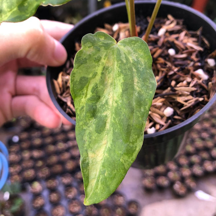 Anthurium Portilae indo x Forgetti Variegated