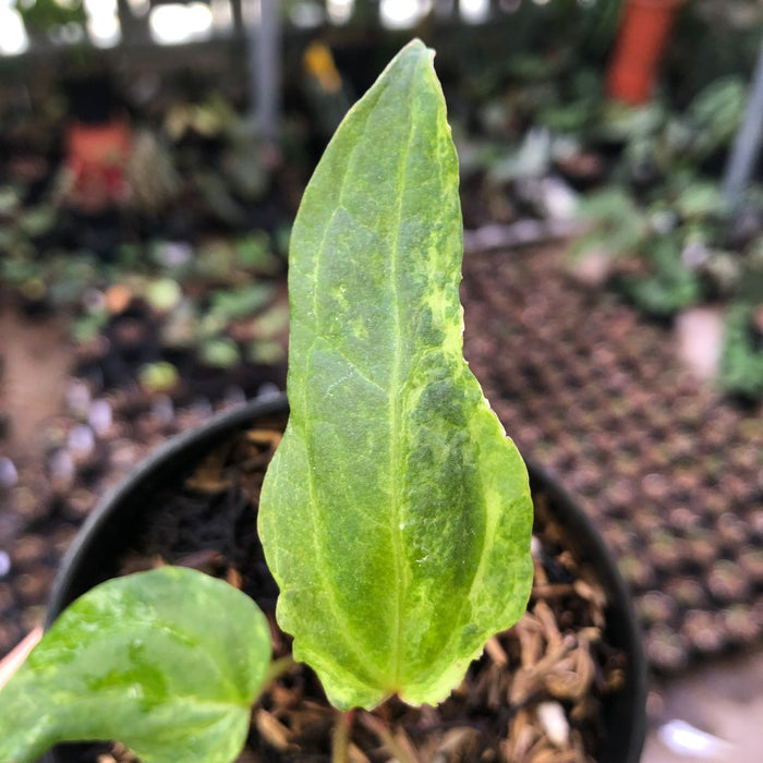 Anthurium Portilae indo x Forgetti Variegated