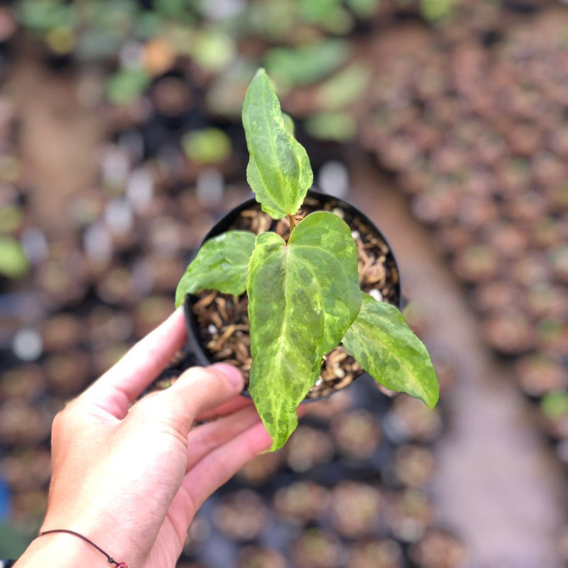 Anthurium Portillae Indo x Forgetii Variegated