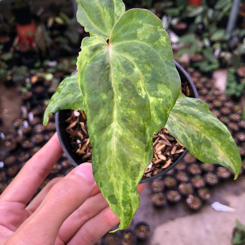 Anthurium Portillae Indo x Forgetii Variegated
