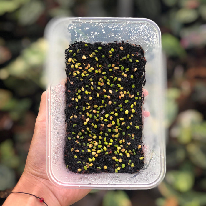 Anthurium Fortsherman x (Silver Blush x Self) Seed (3 pcs)