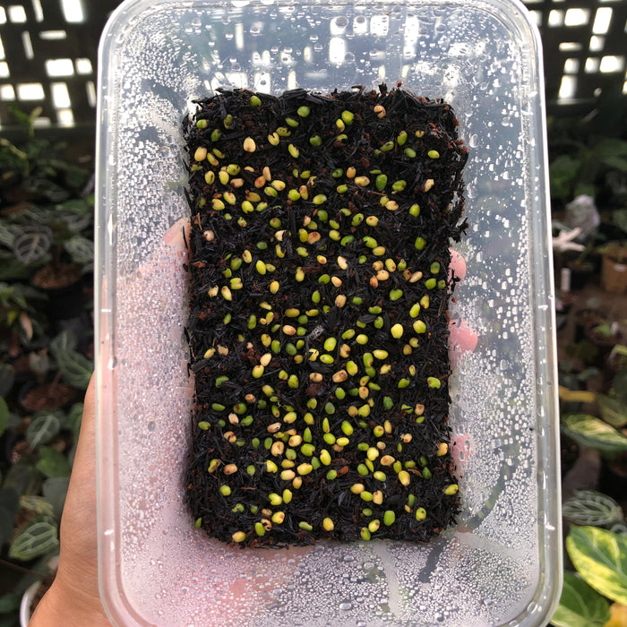 Anthurium Fortsherman x (Silver Blush x Self) Seed (3 pcs)