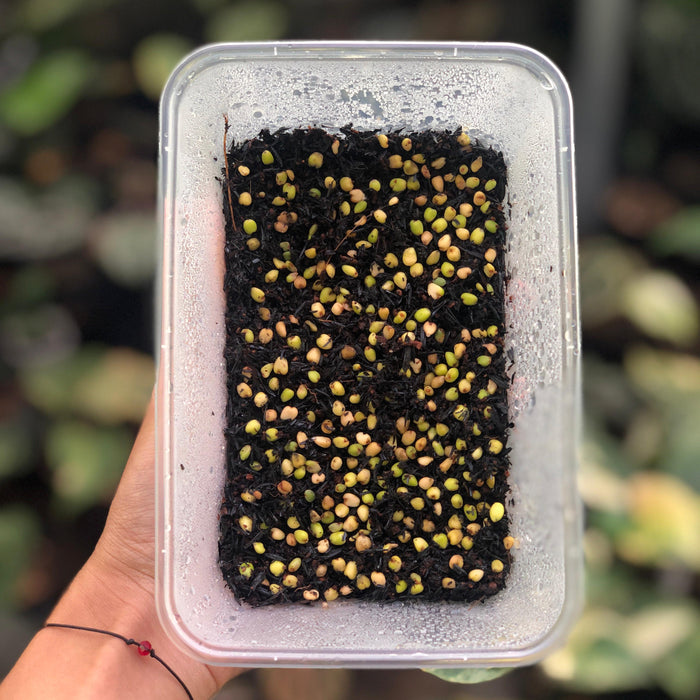 Anthurium Papillilaminum Gunayala x Dresslerii x Self Seed (3 pcs)