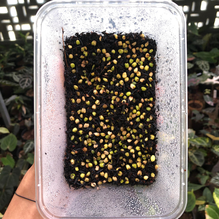 Anthurium Papillilaminum Gunayala x Dresslerii x Self Seed (3 pcs)