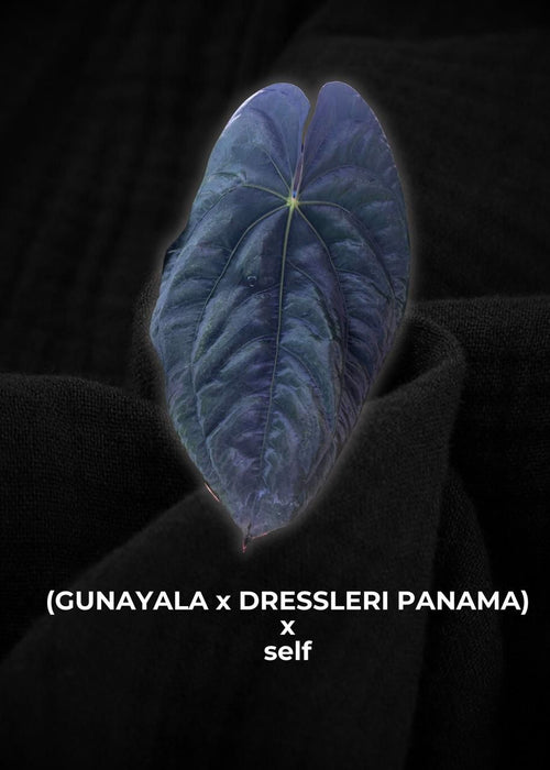 Anthurium Papillilaminum Gunayala x Dresslerii x Self Seed (3 pcs)