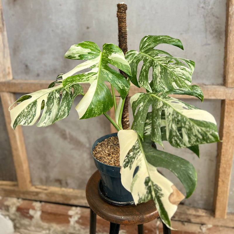 FS96-6 Monstera Albo Variegated