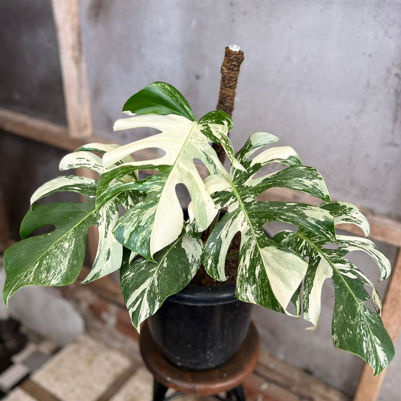 FS97-6 Monstera Albo White Tiger Variegated