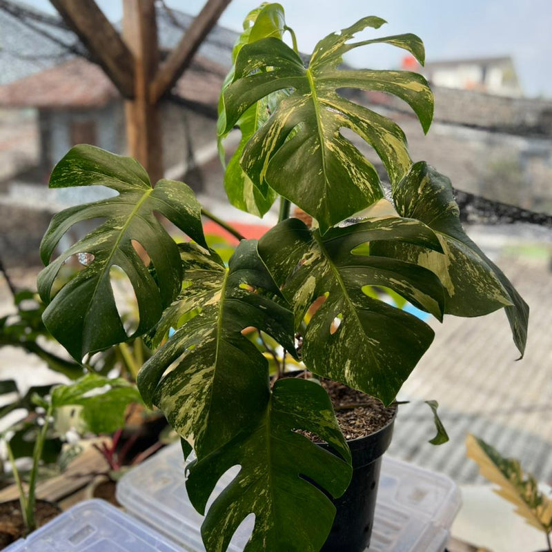 FS98-6 Monstera Albo Variegated Lush