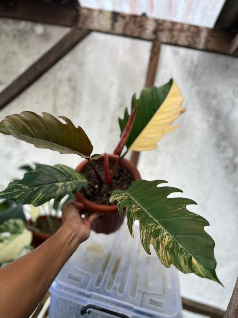 FS99-6 Philodendron Caramel Marble Variegated Mature Size
