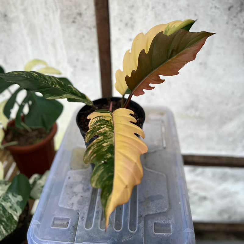 FS100-6	Philodendron Caramel Marble Variegated Mature Size