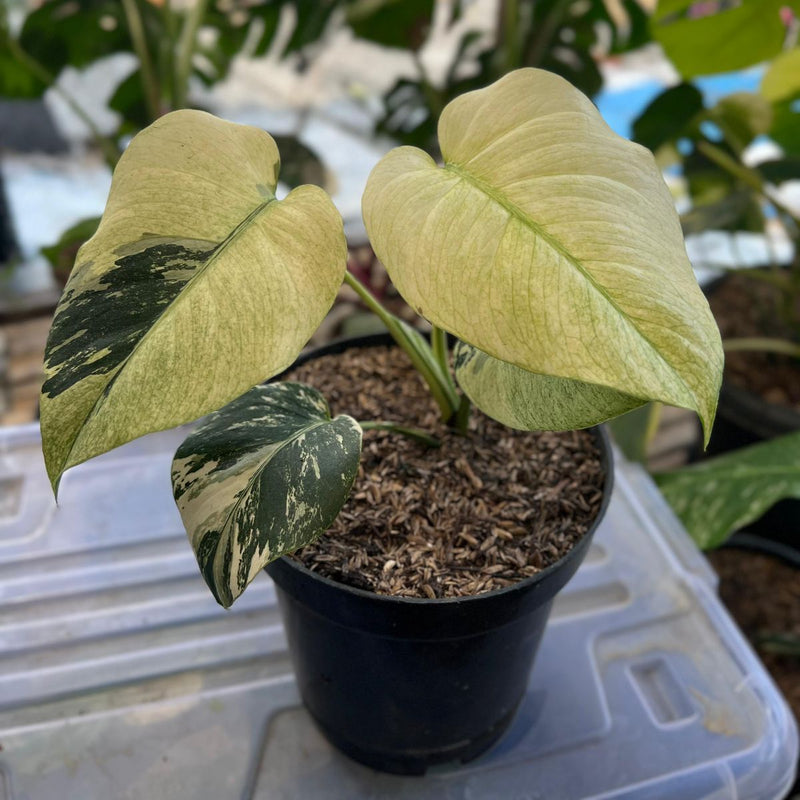 FS101-6 Monstera White Mint