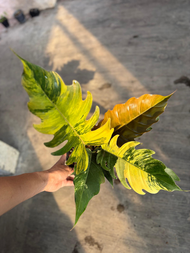 FS102-6	Philodendron Caramel Marble Variegated Mature Size