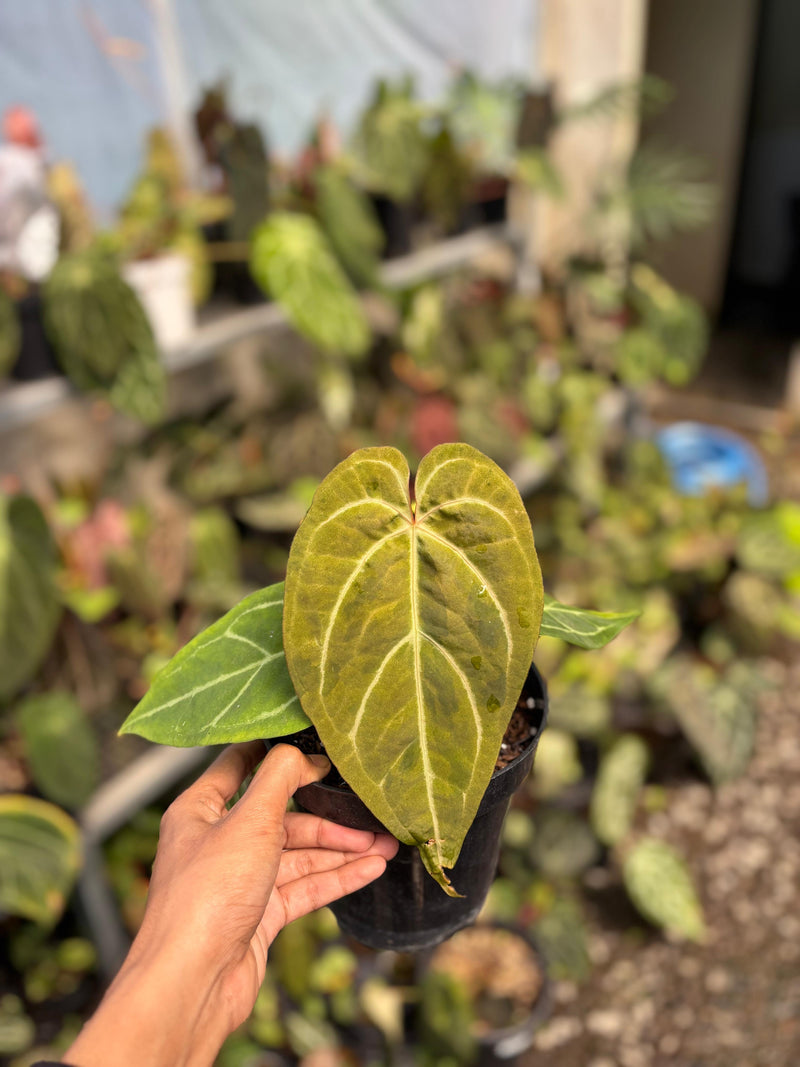FS103-6	Anthurium Bvit x Michelle Variegated