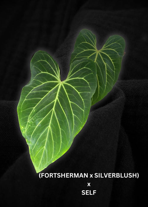 Anthurium Fortsherman x (Silver Blush x Self) Seed (3 pcs)